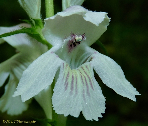 {Synandra hispidula}